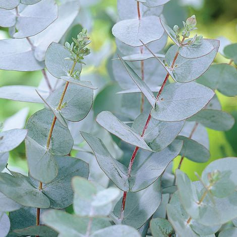 Lífsolían - Eucalyptus